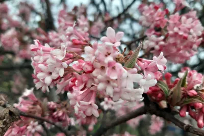 Обои на рабочий стол Цветущие весной деревья сакуры, обои для рабочего  стола, скачать обои, обои бесплатно