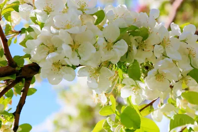 Весенние цветение вишни. Цветущая вишня. Весенние настроение. Вишневые  деревья. Цветы вишни. Stock-foto | Adobe Stock