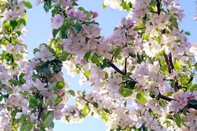 Цветущие деревья весной на фоне неба - обои на телефон