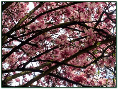 Как цветет ”алматинская сакура”: горожане делятся фото в соцсетях: 06  апреля 2023, 07:02 - новости на Tengrinews.kz