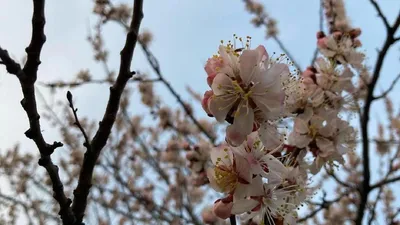 Какие цветения можно наблюдать в Ставрополе в апреле?