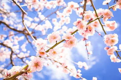 Весна март 2019, цветы персикового дерева