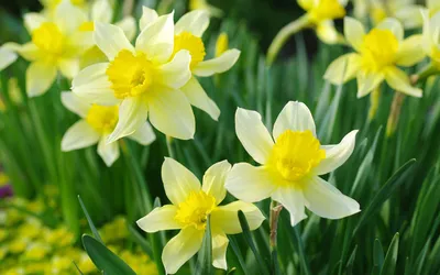 Фон рабочего стола где видно white daffodils, spring flowers, spring,  flowers, holiday, beautiful wallpaper, белые нарциссы, весенние цветы, весна,  цветы, праздник, красивые обои