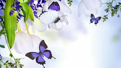 Обои весенняя природа, цветение, весенние цветы, фото бабочки, цветущее  дерево. Скачать фото весна 1920x1080
