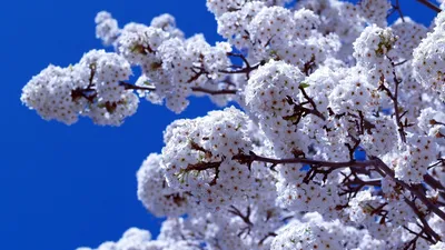 Обои Подснежники Галантусы весна цветы макро боке на рабочий стол