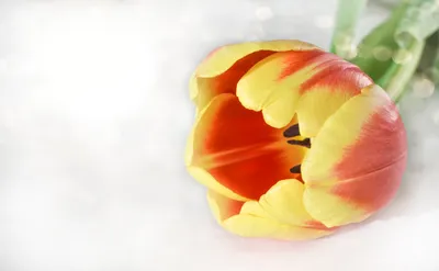 Скачать обои Весенние цветы (Поле, Цветы, Весна) для рабочего стола  1920х1080 (16:9) бесплатно, Фото Весенние цветы Поле, Цветы, Весна на рабочий  стол. | WPAPERS.RU (Wallpapers).