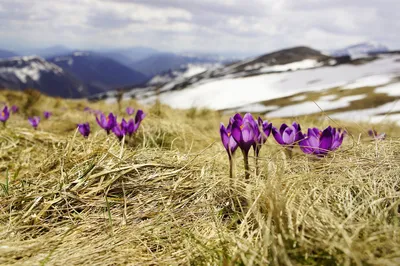 Пейзажи России весной (58 фото) - 58 фото