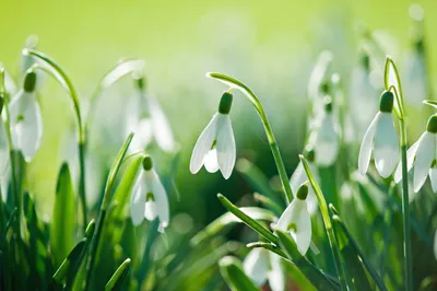 Маленькая фон рабочего стола природы весны белого цветов цветущий Стоковое  Изображение - изображение насчитывающей ослабьте, мало: 178947769