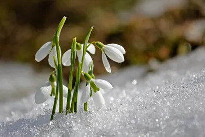 Природа, Весна - Красивые Бесплатные фото обои для рабочего стола windows  #10