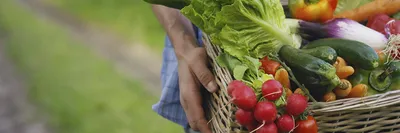 Стали ли фрукты и овощи, которые мы сегодня едим, менее питательными и  полезными (что говорит наука)