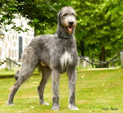 Ирландский волкодав - описание породы собак: характер, особенности  поведения, размер, отзывы и фото - Питомцы Mail.ru