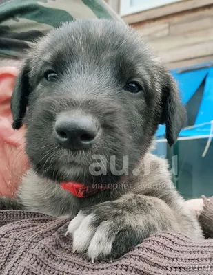 Продаются щенки Бурят-монгольской собаки/волкодава (хотошо) в Ногинске