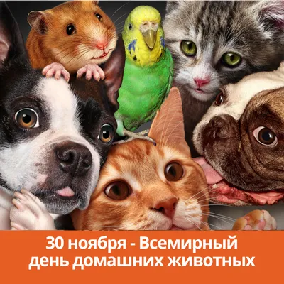 Картинки всемирный день животных
