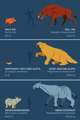 Сравниваем вымерших гигантских животных с современными