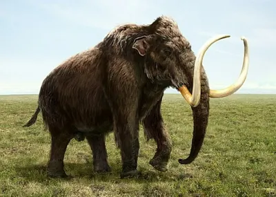 Вымершие животные: 10 существ, которых мы больше не встретим на Земле