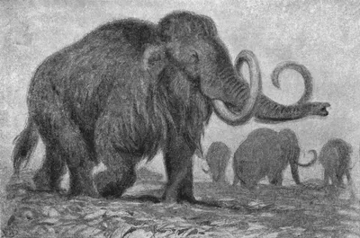 Ученые опознали останки самых странных вымерших животных за всю историю  Земли