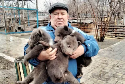 Пять пар животных, которых люди не различают между собой — Ferra.ru
