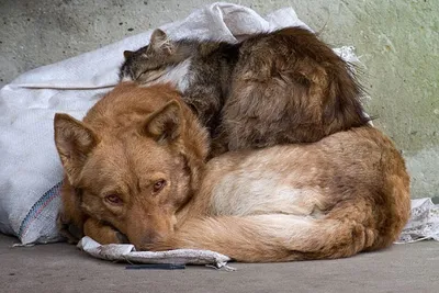 90% беды – от людей: зооволонтер о том, как они спасают животных во время  войны в Украине - 24 Канал