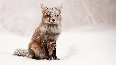 Картинки животные на снегу