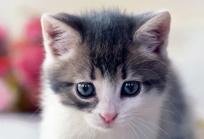 Фотографии Котята Кошки кошачьи лапки, пяточки животное