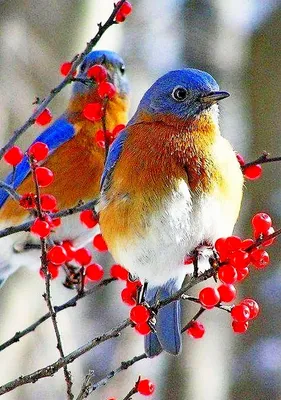 Зимние птички картинки - 70 фото