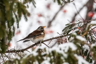 Случайные зимние птицы | Пикабу