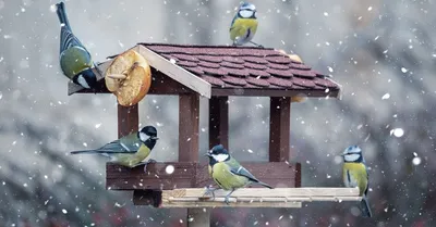 Чем кормить птиц зимой – не навреди! | Полезно (Огород.ru)