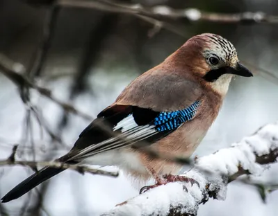 Картинки зима птицы фотографии