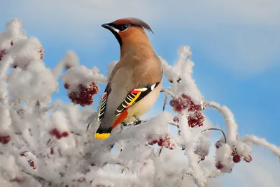 Красивые зимние птицы