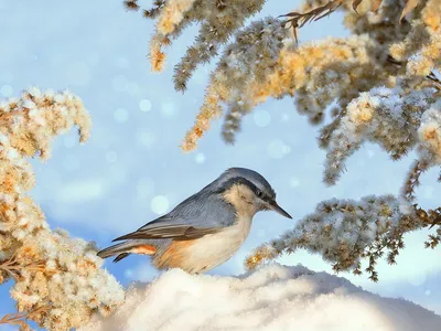 Зимние птицы России. Фотограф vladilenoff