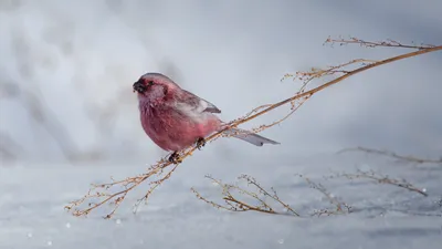 Это Финляндия on X: \"MT @RitvaSavolaine1: #свиристель #зима #птицы #природа  #Финляндия https://t.co/kdsfz31LUq\" / X