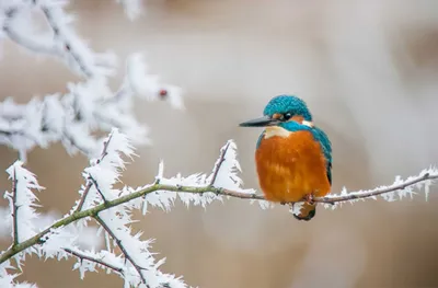 Красивое птиц зимой - картинки и фото poknok.art
