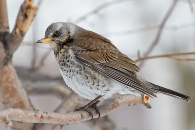 Интересные факты о зимующих птицах | ЗооБлог