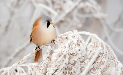Зимние птицы Якутии 🤗 Фото @nadibrod #зима #фотоохота #чечетка  #зимниеяблочки #снегири #sakhalife #сахалайф #птицыякутии #якутия |  Instagram