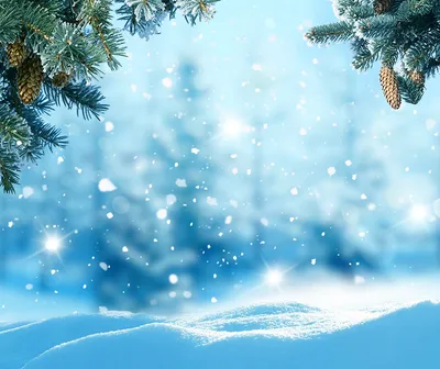 Обои Зима Природа Снег Ветки Шишки Шаблон поздравительной открытки Времена  года зимние ветвь сезон года | Пейзажи, Зимние сцены, Зимние картинки