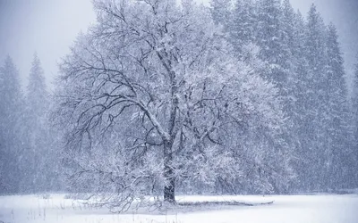 Фотография Зима Природа Снег сезон года 3840x2400