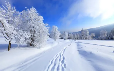Зима снег - фото и картинки: 67 штук
