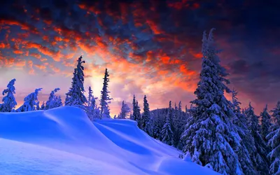 Снежный лес. Photographer Evgeniy Tolkachev
