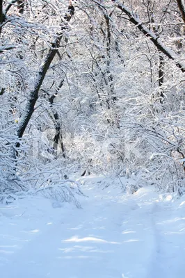 Лес зимой фотосессия | Holiday decor, Ladder decor, Holiday