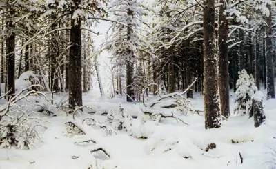 Зима в лесу - Природа - Картинки для рабочего стола - Мои картинки