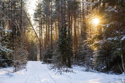 Картина «Зимний лес» («Зима»), Шишкин — описание