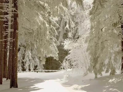 Зима в лесу.... / Зимний лес зимним утром Пасмурным утром в лесу Пень в  снегу между деревьями Заснеженный лес когда прошел снег Деревья занесенные  снегом За пригорком в лесу И оставшаяся листва
