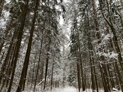 Зима в лесу — Фото №1429044