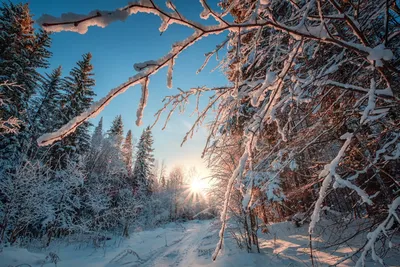 Зима в лесу - Картинки и фото рыбаков