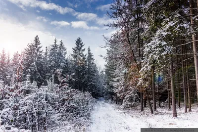 Зима в лесу» картина Демина Сергея маслом на холсте — купить на ArtNow.ru