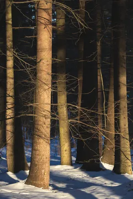 Зима В Лесу Молодые Березы Под - Kostenloses Foto auf Pixabay - Pixabay