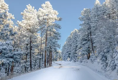 Зимний снежный лес (56 фото) - 56 фото