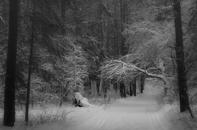 Зима в лесу :: Леонид Никитин – Социальная сеть ФотоКто