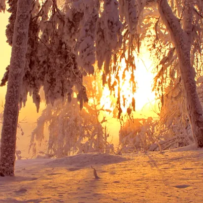 зима в лесу. Фотограф Евгений Зинов
