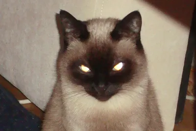 Умерла звезда соцсетей - \"злая\" кошка Grumpy Cat - ЗНАЙ ЮА